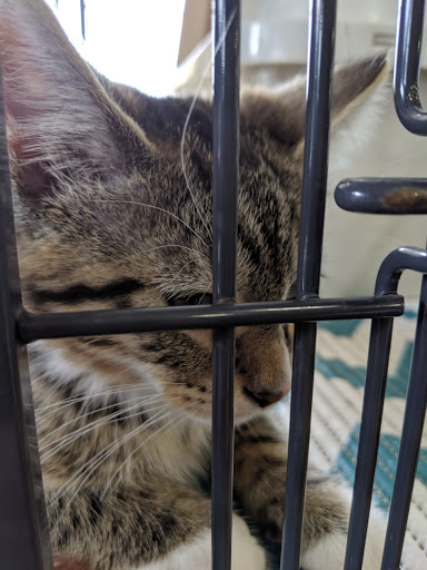 Pet Store «Pet Valu», reviews and photos, 49 East City Line Ave, Bala Cynwyd, PA 19004, USA