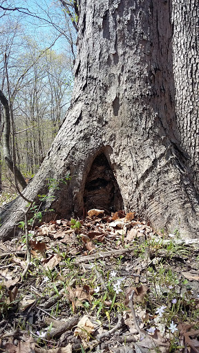 Nature Preserve «Engelmann Woods Natural Area», reviews and photos, 2360 Hwy D, Boles Township, MO 63304, USA