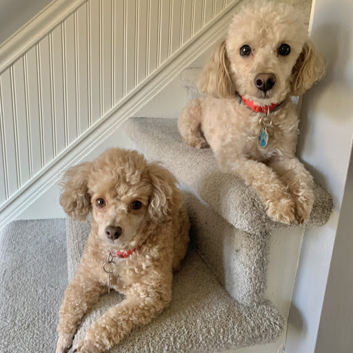 Photo of The Dapper Dog Pet Grooming