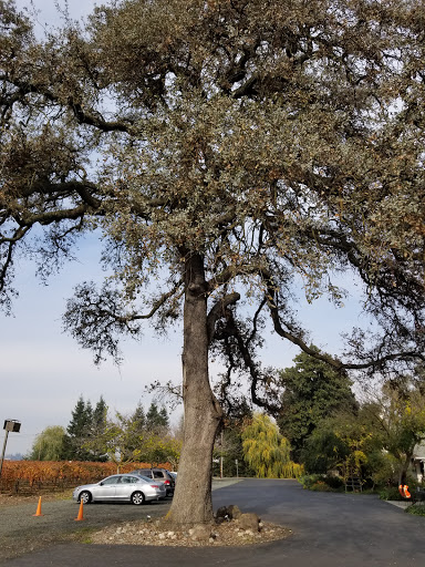 Winery «Heritage Oak Winery», reviews and photos, 10112 E Woodbridge Rd, Acampo, CA 95220, USA