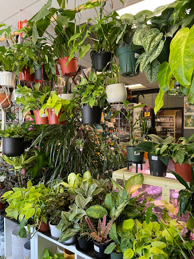 Toy Store «Zonkey», reviews and photos, 161 Jackson St, San Jose, CA 95112, USA