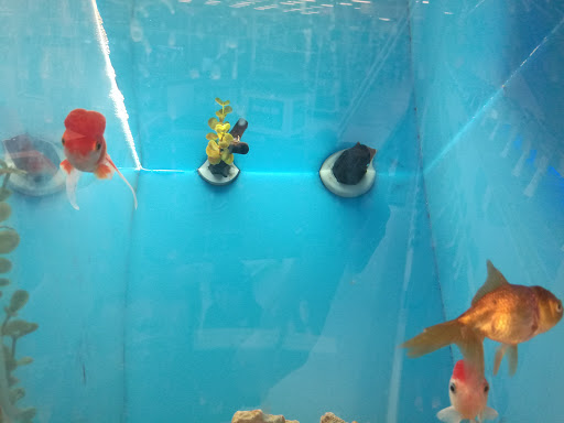 Pet Supply Store «PetSmart», reviews and photos, 10900 W Jefferson Blvd, Culver City, CA 90230, USA