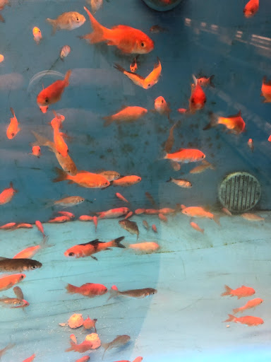 Pet Supply Store «PetSmart», reviews and photos, 14137 Rivergate Pkwy, Charlotte, NC 28273, USA