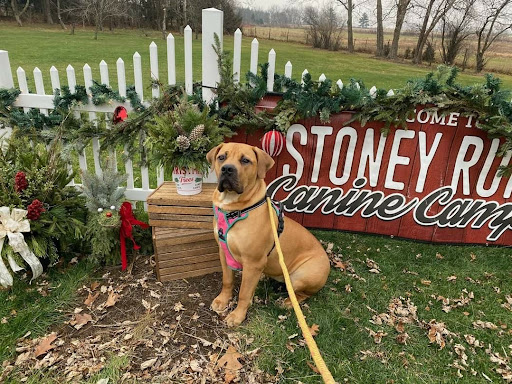 Stoney Run Canine Camp