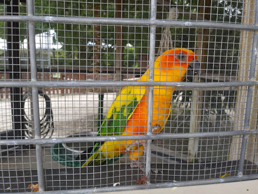 Non-Profit Organization «Big Cat Habitat & Gulf Coast Sanctuary», reviews and photos, 7101 Palmer Blvd, Sarasota, FL 34240, USA