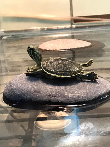 Pet Store «Petfection Exotic Pet Specialist», reviews and photos, 2989 PA-611 Suite 102, Tannersville, PA 18372, USA