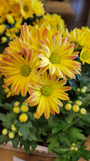 Supermarket «Giant Eagle Supermarket», reviews and photos, 5461 New Albany Rd W, New Albany, OH 43054, USA