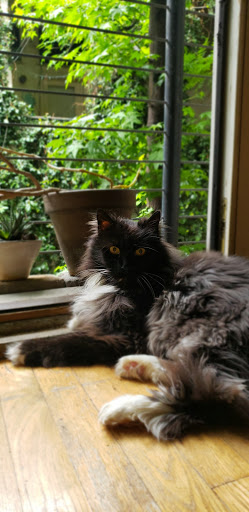 Pet Store «The Upper Paw», reviews and photos, 2809 Commerce St, Dallas, TX 75226, USA