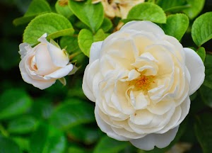 Columbus Park of Roses - photo 14