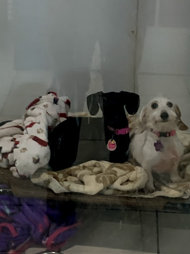 Pet Store «Pet Village», reviews and photos, 5610 Old York Rd, Rock Hill, SC 29732, USA