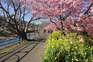 Kawazu Cherry Blossom Trees - Nanohana Road image