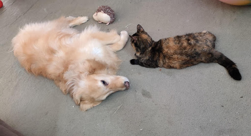 Pet Supply Store «Petco Animal Supplies», reviews and photos, 993 Branson Hills Pkwy, Branson, MO 65616, USA