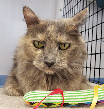 Pet Supplies Plus Lake Park - Photo 4 - Car repair in Lake Park, FL, West Palm Beach