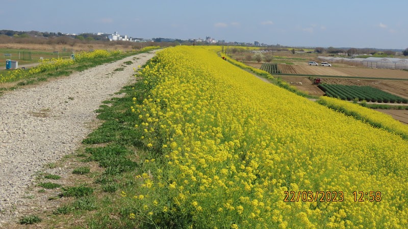 柏市サイクリング道路