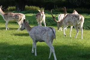Clissold Park Deer image