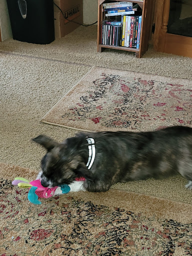 Pet Supply Store «PetSmart», reviews and photos, 2255 Pine Ridge Rd, Naples, FL 34109, USA