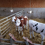 Photo n° 1 de l'avis de Christophe.a fait le 14/02/2023 à 18:06 pour Gaec Devant les Roches - Ferme Etienne à Gerbamont