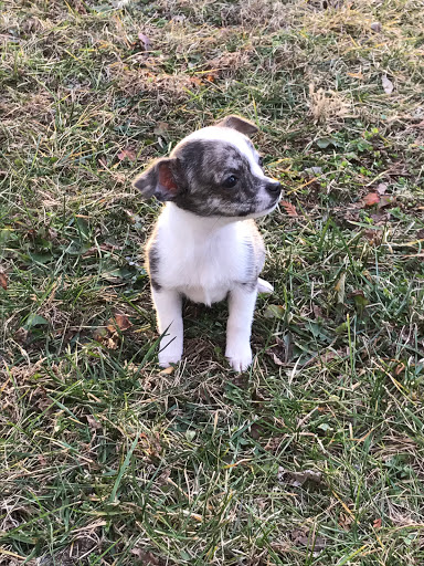 Pet Store «Puppy City», reviews and photos, 3343 Valley Pike, Winchester, VA 22602, USA