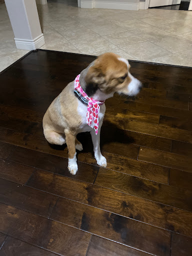 Woof Gang Bakery & Grooming Woodforest