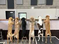 Good Dog Co - Photo 7 - Car repair in Lombard, IL, Naperville