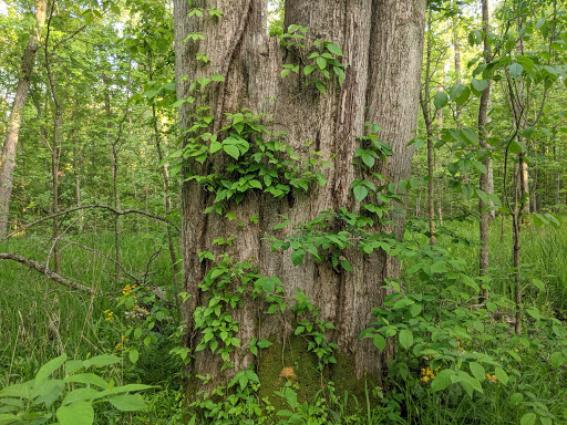 Nature Preserve «Beanblossom Bottoms Nature Preserve - Sycamore Land Trust», reviews and photos, N Woodall Rd, Ellettsville, IN 47429, USA