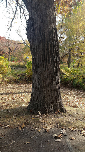 Park «Shawnee Park», reviews and photos, 6515 Scheel Dr, Woodbury, MN 55125, USA