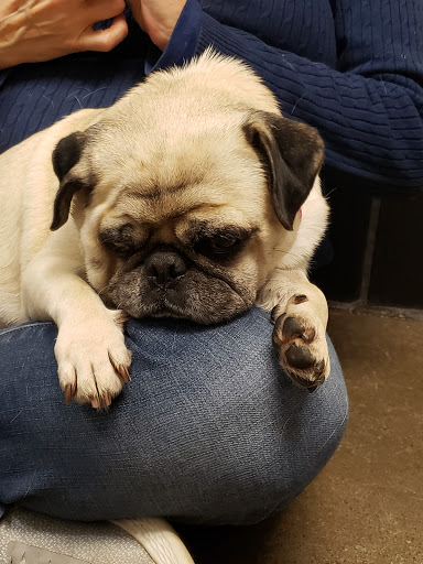 Animal Shelter «One of A Kind Pet Rescue», reviews and photos, 1929 W Market St, Akron, OH 44313, USA