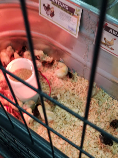 Home Improvement Store «Tractor Supply Co.», reviews and photos, 5431 Southern Maryland Blvd, Lothian, MD 20711, USA