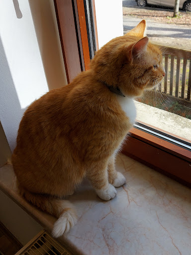 Katzenpraxis Delitzsch unter Delitzsch, 