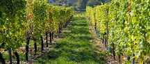 Producteur Récoltant Vins Alsace Eber Bischoffsheim