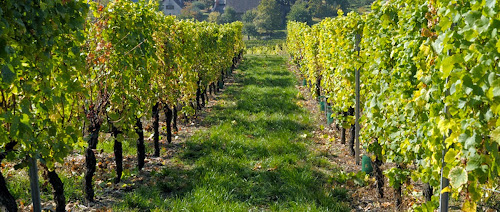attractions Producteur Récoltant Vins Alsace Eber Bischoffsheim