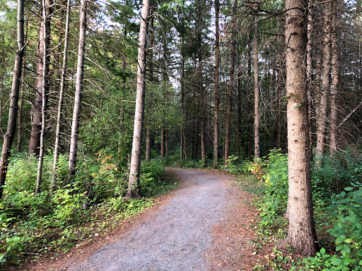 Sarsaparilla Trail