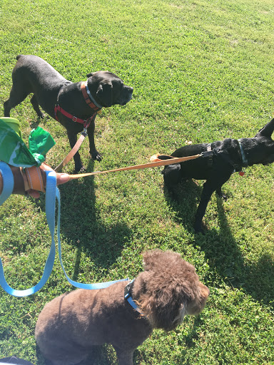 Photo of Trusty Amigos Dog Walking and Pet Care Cooperative