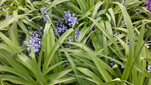 Park «Lilacia Park», reviews and photos, 150 S Park Ave, Lombard, IL 60148, USA