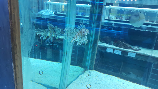 Aquarium Shop «Exotic Aquariums», reviews and photos, 7399 Bird Rd, Miami, FL 33155, USA
