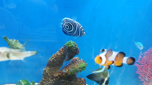 Aquarium «Greentree Pet Center», reviews and photos, 1604 Greentree Blvd, Clarksville, IN 47129, USA