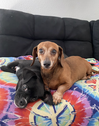 Explore snake tattoo ideas for guys, creative tattoo ideas in Lakeland, available at Holy Grail Tattoo