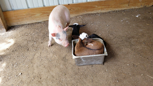 Zoo «Special Memories Zoo», reviews and photos, W7013 Spring Rd, Greenville, WI 54942, USA