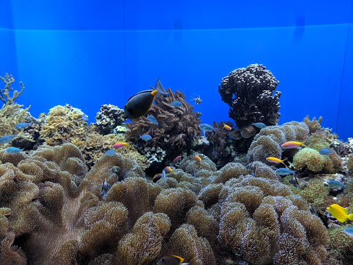 Aquarium «Toledo Zoo Aquarium», reviews and photos, 2700 Broadway St, Toledo, OH 43609, USA