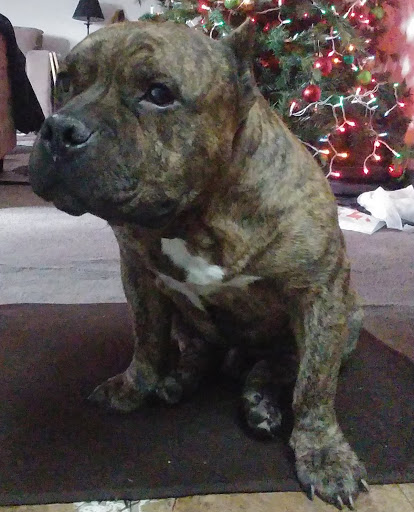 Pet Supply Store «Petco Animal Supplies», reviews and photos, 3577 S Rainbow Blvd, Las Vegas, NV 89103, USA