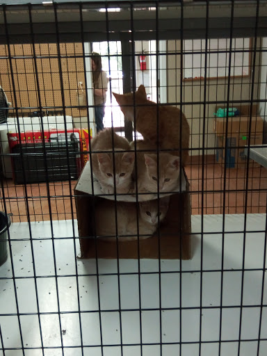 Needy Paws Animal Shelter