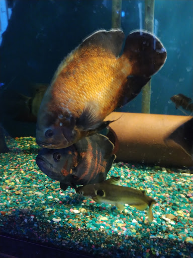 Pet Store «A to Z Pets», reviews and photos, 16010 SE Division St, Portland, OR 97236, USA