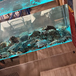 Photo n°4 de l'avis de ANTONIO.L fait le 10/09/2023 à 19:38 sur le  Ristorante Da Nappa à Caorle