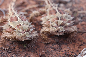 Alice Springs Reptile Centre image