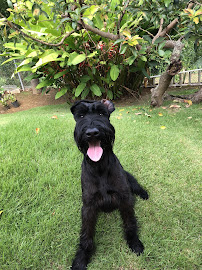 The Walkers by Cristina - Photo 2 - Car repair in , Bayamón