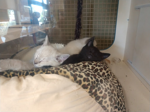 Pet Supply Store «Unleashed by Petco», reviews and photos, 905 W Foothill Blvd, Claremont, CA 91711, USA