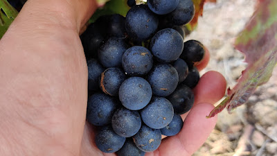 Domaine CHAPUY - Cru Chiroubles / Vins du Beaujolais à Chiroubles