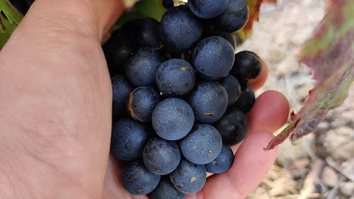 🍷 Domaine CHAPUY - Chiroubles / Beaujolais à Chiroubles