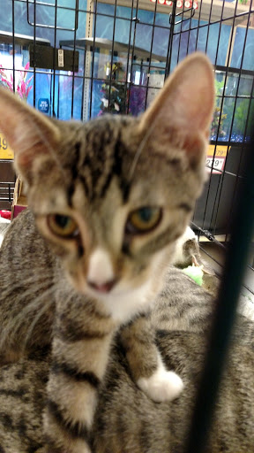 Pet Supply Store «PetSmart», reviews and photos, 8287 W Golf Rd, Niles, IL 60714, USA