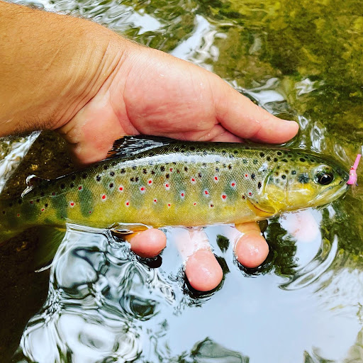 Backwater Angler, 107 Mt Carmel Rd #106, Parkton, MD 21120, USA, 